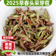 臻味思 紫芽苞茶2025年新茶早春茶云南古樹普洱生茶散茶茶葉禮盒花香 2025紫芽苞200克