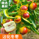 花行榜棗樹(shù)苗嫁接果苗庭院南北方種植 沾化冬棗高1米以上/2cm粗源頭直發(fā)