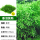 瘋狂水草莫斯水草慕斯魚缸水草真水草凈化魚缸造景水生植物 源頭直發(fā)包郵