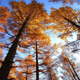 花姬 基地出售四川紅杉樹苗珍稀名貴樹種北美紅杉別墅庭院陽臺花園綠 北美紅杉苗【高20-30cm】 不含盆