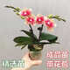 蝴蝶蘭大苗帶花苞易養(yǎng)蘭花年宵花卉四季開花室內(nèi)盆栽辦公室桌面綠 精挑蝴蝶蘭2枝花（橙色系
