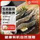 1號(hào)會(huì)員店精選鹽田有機(jī)白蝦 海鮮食材 無抗養(yǎng)殖 有機(jī)鹽田白蝦 1kg/袋