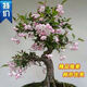 【包開(kāi)花】老樁海棠四季海棠花樹(shù)苗盆栽盆景耐寒室內外庭院易養活 垂絲海棠/小苗一顆-開(kāi)花較少