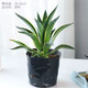 綠絲絳龍舌蘭盆栽室內耐寒綠植花卉盆栽好養庭院造景四季常青蘭花 龍舌蘭中苗原土1顆