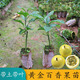 銘證廣西黃金百香果苗百香果樹(shù)果苗純甜四季結果盆栽爬藤南方陽(yáng)臺種植 20厘米高1棵帶士 帶土帶葉