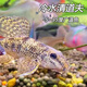 冷水清道夫 淡水老鼠魚(yú) 清潔魚(yú)缸工具魚(yú) 翻砂棒花魚(yú) 吃魚(yú)糞垃圾魚(yú) 3-5厘米棒花魚(yú)3條包活2條