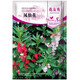 花友秀 鳳仙花種子 指甲花中國鳳仙花種籽四季易種陽(yáng)臺盆栽庭院花種子