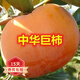歐悟 中華大巨柿 嫁接柿子樹(shù)苗 庭院陽(yáng)臺盆栽地栽果樹(shù)苗南方北方種植 4年苗 當年試果