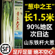 甜野里正宗山東章丘鐵桿大蔥新鮮大蔥水果甜蔥王2米蔬菜禮盒特產(chǎn)順豐 4500g