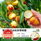 歐悟【買(mǎi)2顆送1顆】嫁接車(chē)厘子樹(shù)苗大櫻桃樹(shù)苗盆栽果樹(shù)苗木南北方種植 沾化冬棗樹(shù)樹(shù)苗 6年苗當年結果