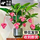 【帶花發(fā)貨】寶蓮燈花盆栽帶花苞四季開花卉綠植物室內(nèi)客廳好養(yǎng)活 【主圖款】寶蓮燈特級大苗(3層4燈5燈)【帶花發(fā)貨 帶盆栽好