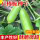 中科茂華（ZHONG KE MAO HUA）脆瓜種子 八棱脆一窩猴種子早熟易種小菜園蔬菜種籽 八棱脆 10克/袋