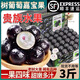 三萌果蔬嘉寶果鮮果【順豐速發(fā)】福建新鮮現摘高端品種樹(shù)葡萄孕婦水果送禮 2斤精品果【保溫箱+冰袋+顆粒板】
