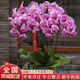 植伴蝴蝶蘭盆栽喬遷開(kāi)業(yè)商務(wù)慶典鮮花速遞同城室內(nèi)植物花卉上海配送花 幸福相伴--6株蝴蝶蘭盆栽（花盆類似）