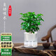 泰西絲小幸福樹(shù)水培植物盆栽懶人自吸盆客廳擺件+光汐吸水盆 源頭直發(fā)