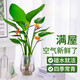 種花迷水培天堂鳥(niǎo)盆栽花卉植物室內客廳綠植面鶴望蘭吸甲醛四季好養活 精品水培天堂鳥(niǎo)30-40厘米2棵