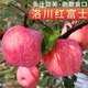 洛川蘋果陜西延安特產(chǎn)紅富士時(shí)令蘋果水果禮盒送蘋果生鮮新鮮脆甜整箱批發(fā) 凈重8.5斤 70-75mm彩箱裝 爆賣
