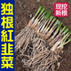山東壽光粗根寬葉紅韭菜根現挖頭茬紫韭菜根香韭雪韭菜苗種子耐寒 粗根寬葉紅韭菜根500棵 壽光獨根紅韭菜根【現挖現發(fā)