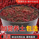 潮思匯【1232次回購】鮮活紅蟲(chóng)營(yíng)養特大號紅蟲(chóng)活魚(yú)餌紅蟲(chóng)垂釣活餌釣魚(yú)餌 帶土發(fā)貨 掛鉤：特大號掛鉤100克 【帶土發(fā)