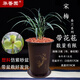 華香園春蘭老八種【宋梅】蘭花苗濃香型養(yǎng)蘭入門室內(nèi)耐陰綠植花卉 宋梅5苗帶盆(棕色盆)帶花苞
