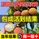 臨雅荔枝樹(shù)苗無(wú)核桂味果樹(shù)盆栽妃子笑嫁接水果樹(shù)苗糯米糍果苗仙進(jìn)奉 無(wú)核+妃子笑+桂味各1棵(60-80cm)