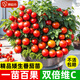 原起點(diǎn)矮生盆栽櫻桃小番茄苗西紅柿圣女果苗蔬菜帶果菜苗種子孑水果苗秧 矮生紅番茄苗【6棵】