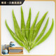 信陽(yáng)手工毛尖高端茶明前特級春茶河南特產(chǎn)2025新茶綠茶禮盒裝 江山多嬌雙罐禮盒裝