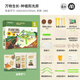 彌鹿（MiDeer）兒童植物種植觀察科學實驗材料萬物生長系列-種植陽光房(3種花卉)