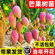 芒果苗樹(shù)嫁接特大金煌芒四季紅貴妃芒果樹(shù)苖當年結果帶土地栽盆栽 紅貴妃2年苗【帶營(yíng)養杯發(fā)貨】 90cm(含)-99cm(含)