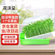 花沃里育苗盤(pán)2個(gè)帶蓋加深款 水培芽苗菜種菜盆種植機花盆托盤(pán)豌豆育苗盆