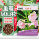 貝意品重瓣鳳仙花種籽子指甲花染指甲草種籽孑四季陽(yáng)臺(tái)庭院盆栽種子紅粉