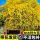 臨雅黃木香花苗爬藤植物花卉重瓣白木香樹(shù)苗薔薇陽(yáng)臺庭院四季開(kāi)花盆栽 【黃木香】高100cm左右中大苗