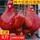 巨型純種元寶鴿鴿子活物一對青年元寶鴿正宗元寶鴿種鴿 純種大型元寶鴿紅色  包下蛋繁殖 種鴿一公一母  可長(cháng)8斤疫苗齊全