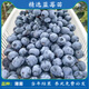磊運特大果高產(chǎn)藍莓苗帶土發(fā)貨藍莓樹(shù)苗南方北方種植盆栽地栽當年結果 薄霧藍莓4年苗（當年結果）