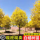 壹植叢生對節白蠟樹(shù)苗金葉青葉室外庭院耐寒風(fēng)景大樹(shù)對接白蠟綠化苗木 青葉白蠟1公分粗 其他