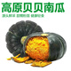 諸氏橙品正宗貝貝南瓜 板栗味甜糯小南瓜 健康輕食粗糧 寶寶食輔蔬菜買菜 貝貝南瓜 4.5斤 家庭裝（4-9個）