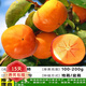 歐悟【買(mǎi)2顆送1顆】嫁接車?yán)遄訕?shù)苗大櫻桃樹(shù)苗盆栽果樹(shù)苗木南北方種植 脆甜柿子樹(shù)苗 6年苗當(dāng)年結(jié)果