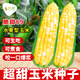 長(cháng)耕超甜雙色水果玉米種子易種甜玉米種籽特大耐旱春四季甜糯玉米粘甜 脆甜89玉米種子500克【金獎?dòng)衩住? title=