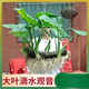 滴水觀音盆栽室內(nèi)大葉綠植廣西大型觀莖植物花卉海芋霸王芋 橫向水培款30-35厘米 1顆