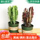 萌肉居多肉植物仙人柱綠植盆栽花卉綠龍骨紫龍骨2個(gè)加侖盆土源頭直發(fā)