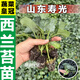 西蘭花苔苗秧苗菜花秧苗帶土苗秧西蘭苔秧苗菜苗四季西藍(lán)花 【山東壽光發(fā)貨】 精選西蘭苔苗20顆
