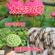 太空36號蓮藕種子高產(chǎn)大型食用蓮蓬苗現挖現發(fā) 太空36號苗 50顆苗【整箱發(fā)貨】
