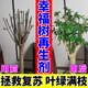 植物再生劑通用型幸福樹專用營養(yǎng)液肥料濃縮復(fù)活液水土培室內(nèi)盆栽 【基礎(chǔ)養(yǎng)護 初見成效】1盒裝