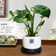 手耕田龜背竹盆栽室內凈化空氣綠植辦公室四季常青好養植物耐養水培植物 大號圓形福字白瓷盆龜背竹+13cm 帶盆栽好