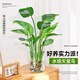 花翁水培鶴望蘭綠植盆栽花卉 天堂鳥(niǎo)3株40-50cm【配灰U形瓶】源頭直發(fā)