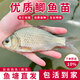 大鯽魚苗淡水養(yǎng)殖黃金鯽土鯽工程鯽中科五號鯽魚苗高背鯽活體批發(fā)小魚苗 中科鯽（4-6cm 70條）僅限一單【假魚包退】