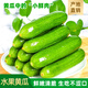 京地達山東水果小黃瓜 凈重5斤 單果80g+ 脆嫩生吃新鮮蔬菜源頭直發(fā)包郵