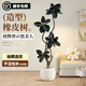 臨雅【拍照選貨】高端造型橡皮樹綠植客廳大盆栽室內(nèi)大型綠植落地植物 雙枝橡皮樹1.6-1.7m--米白圓球盆