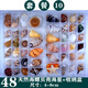 天然海螺貝殼套餐 標本螺海星禮盒海洋生物科普幼兒園科教擺件 套餐十