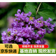 紫薇花樹(shù)苗紫薇苗紅火箭紫薇小苗百日紅紫薇花苗庭院綠化苗 紫色 3公分粗